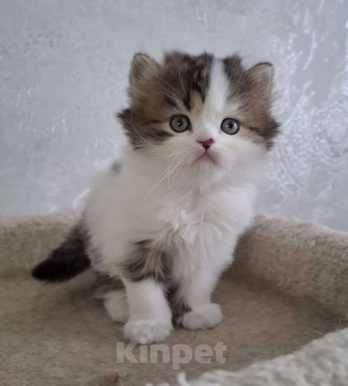 Кошки в Ярославле: Шотландский длинношерстный малыш Мальчик, 35 000 руб. - фото 8