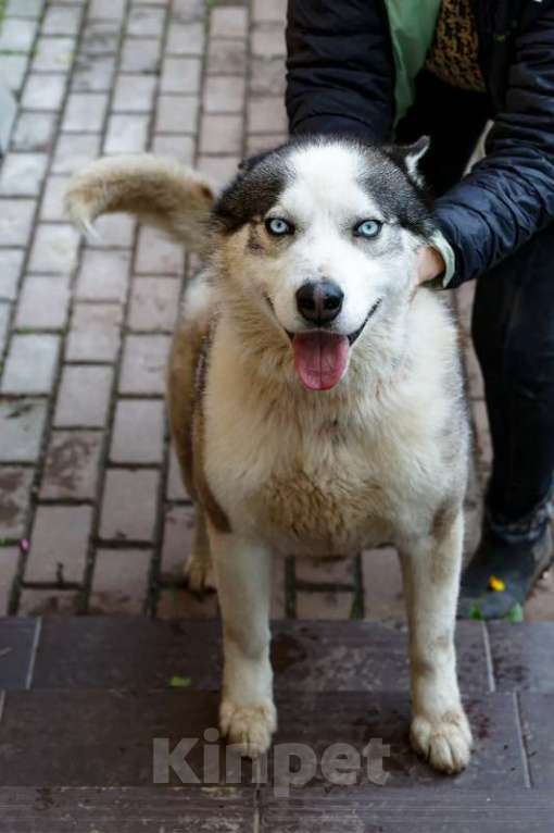 Собаки в Москве: Голубоглазый хаски Вольт в добрые руки Мальчик, 1 руб. - фото 2