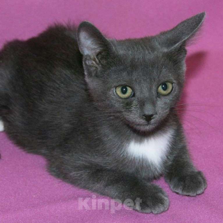 Кошки в Москве: Двухмесячного котенка нашли на улице 🆘️ Срочный поиск дома Мальчик, Бесплатно - фото 3