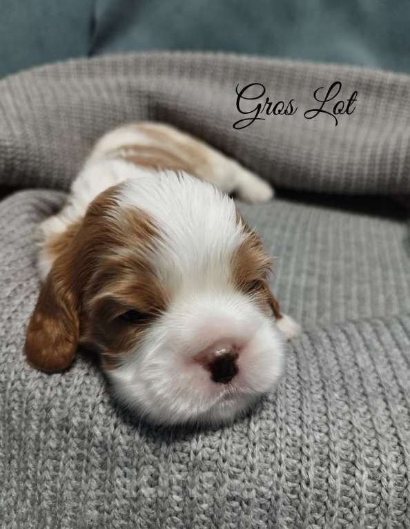 Собаки в Рязани: Кавалер кинг чарльз спаниель щенки Мальчик, 100 000 руб. - фото 4