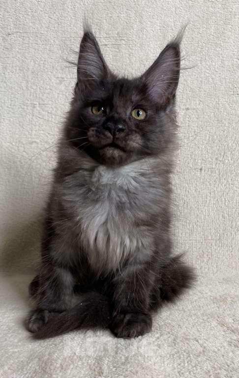 Кошки в Дмитрове: Черная дымчатая девочка мейн кун Vlasta Девочка, 40 000 руб. - фото 6