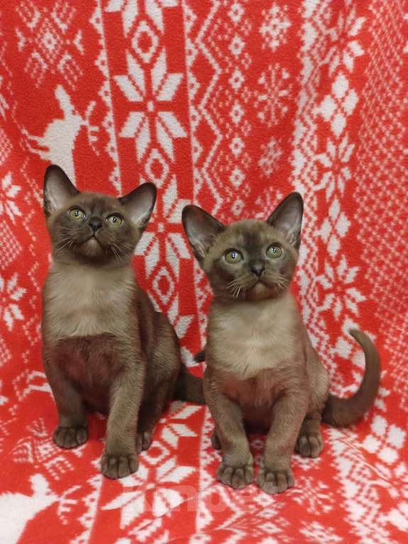 Кошки в Лыткарино: Котята бурма европейская  Мальчик, 45 000 руб. - фото 8