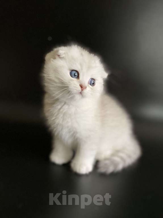 Кошки в Москве: Барни Мальчик, 40 000 руб. - фото 7