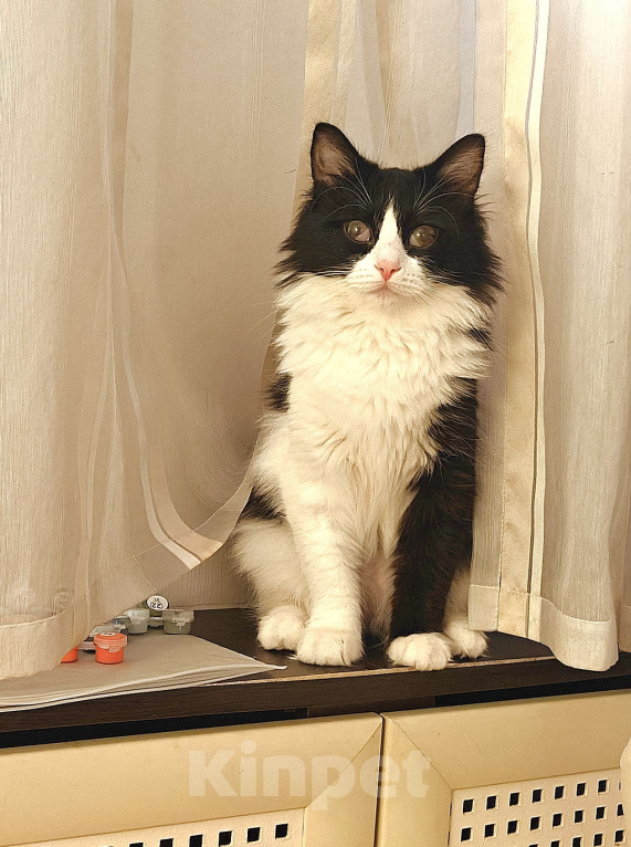 Кошки в Казани: Кошечка Ника. 1 год Девочка, Бесплатно - фото 3