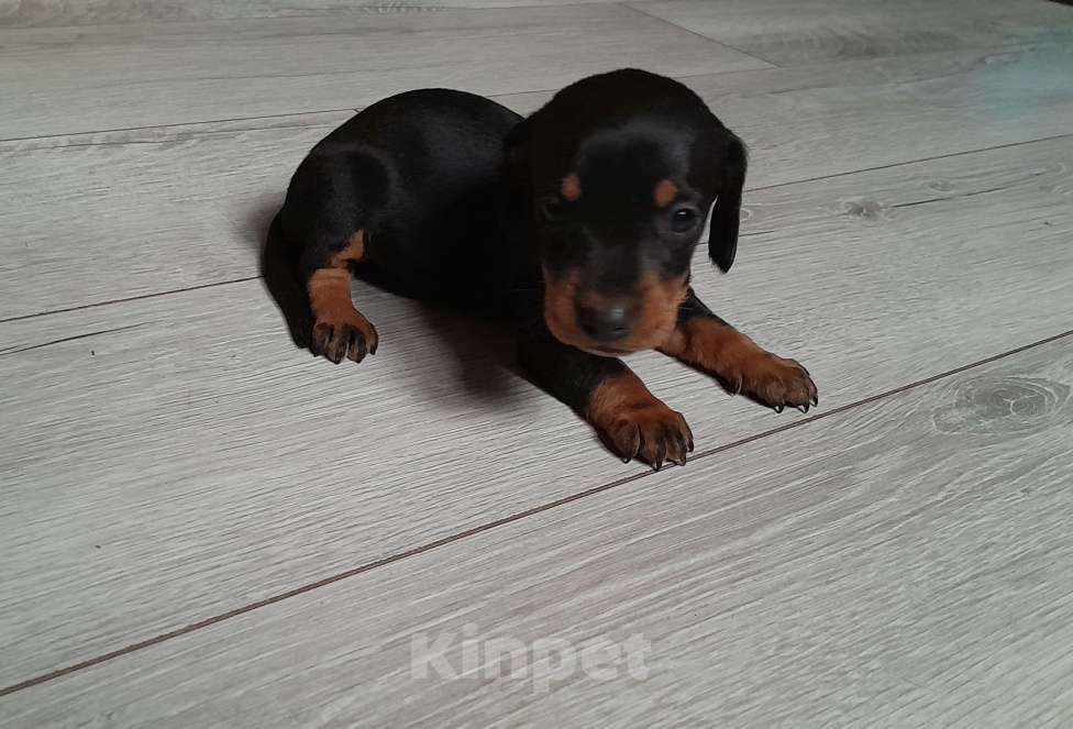 Собаки в Рыбном: Щенок таксы Девочка, 15 000 руб. - фото 1