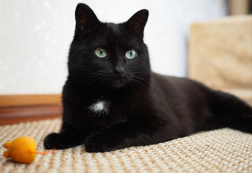 Нежная кошка в добрые руки 