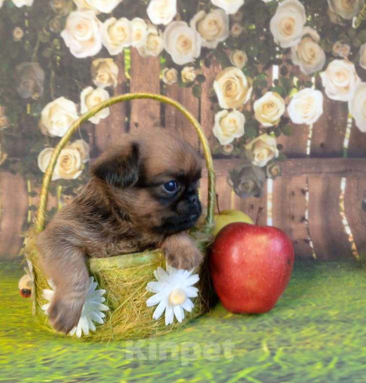 Собаки в Москве: Малый брабансон девочка Девочка, 65 000 руб. - фото 3