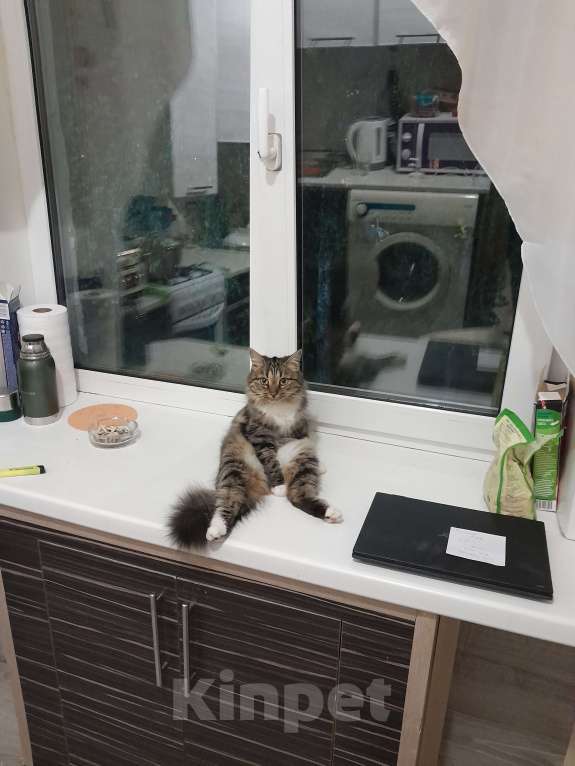 Кошки в Великом Новгороде: Отдам в добрые руки кошечку.  Девочка, Бесплатно - фото 3