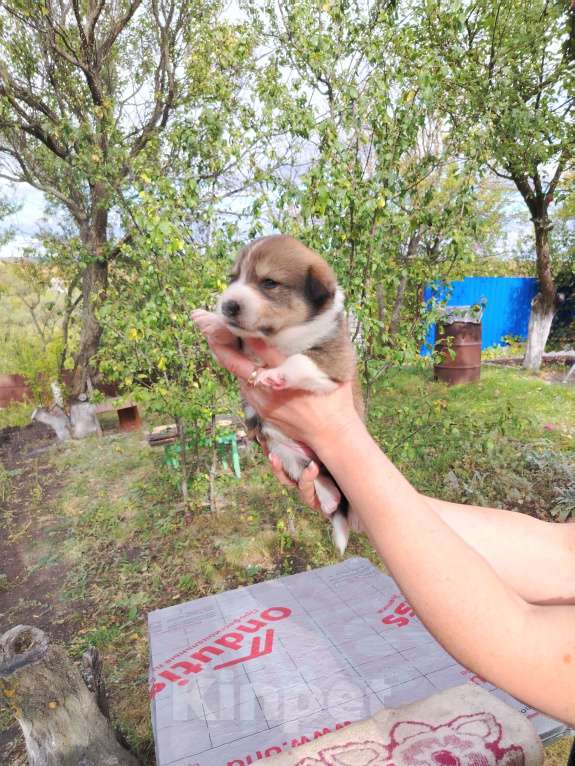 Собаки в Воронеже: Красивые щенки в добрые руки Мальчик, Бесплатно - фото 6