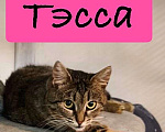 Кошки в Санкт-Петербурге: Тэсса из приюта Девочка, Бесплатно - фото 2