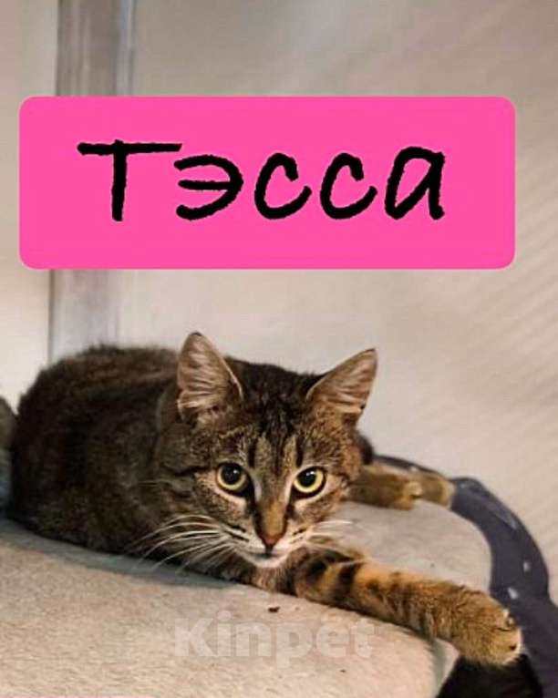 Кошки в Санкт-Петербурге: Тэсса из приюта Девочка, Бесплатно - фото 2