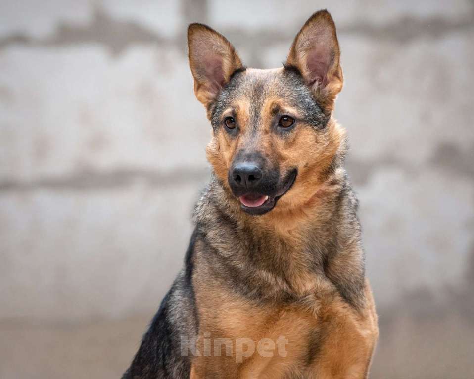Собаки в Москве: Элиза - для пылкого сердца нет преград Девочка, Бесплатно - фото 6