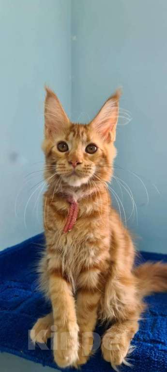 Кошки в Самаре: Котёнок породы Мейн-кун MCO female Imperija, color d Девочка, 40 000 руб. - фото 6