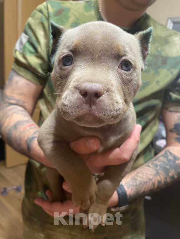 Собаки в Краснодаре: Продается американский буллит  Девочка, 50 000 руб. - фото 4