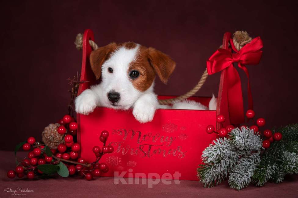 Собаки в Санкт-Петербурге: Марлекс Солар Николь Девочка, 50 000 руб. - фото 7