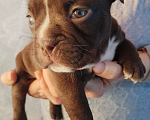 Собаки в Краснодаре: Американский булли Мальчик, Бесплатно - фото 2