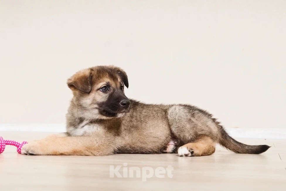 Собаки в Лосином-Петровском: Форест якутенок Мальчик, Бесплатно - фото 5