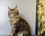 Кошки в Москве: Котёнок Мейн-кун Девочка Девочка, 47 000 руб. - фото 9
