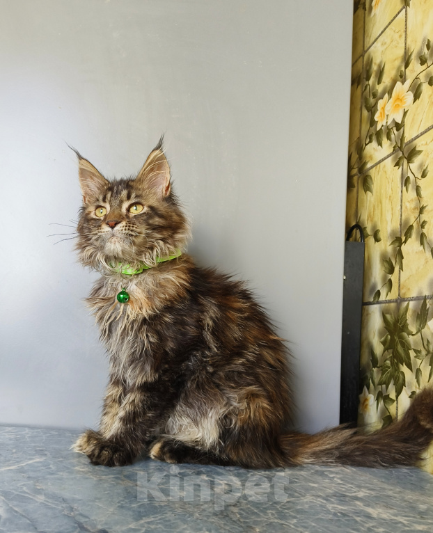 Кошки в Москве: Котёнок Мейн-кун Девочка Девочка, 47 000 руб. - фото 9