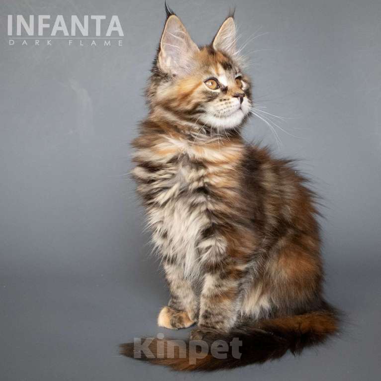 Кошки в других городах Воронежской области: Infanta Dark Flame Девочка, 50 000 руб. - фото 8