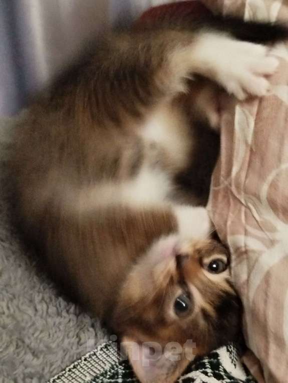 Кошки в Обнинске: Кошечка. 2 месяца. К лотку приучена, ест как сухой, так и влажный корм.  Девочка, Бесплатно - фото 4