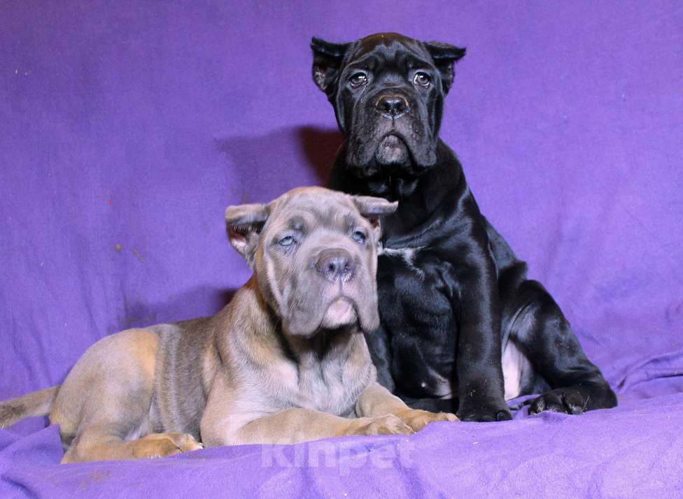 Собаки в Омске: Верные друзья Мальчик, 70 000 руб. - фото 8