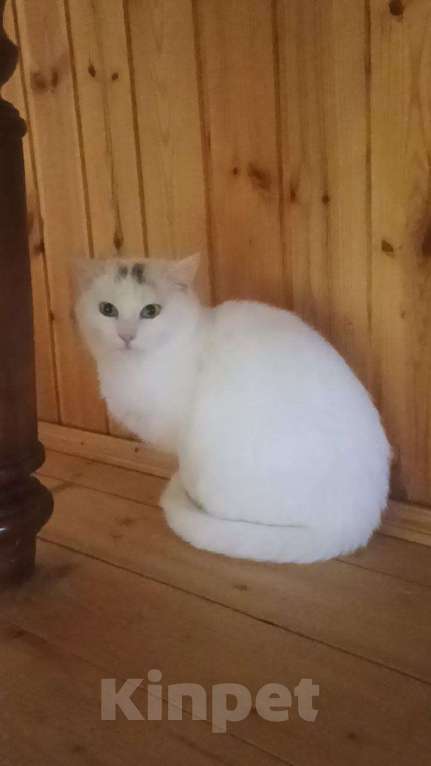 Кошки в Москве: Отдаю котика бесплатно Мальчик, Бесплатно - фото 2