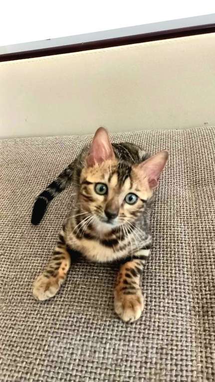 Кошки в Москве: Бенгальская девочка Девочка, 25 000 руб. - фото 6