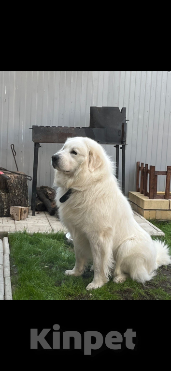 Собаки в других городах Тверской области: Мишка Мальчик, 30 000 руб. - фото 4