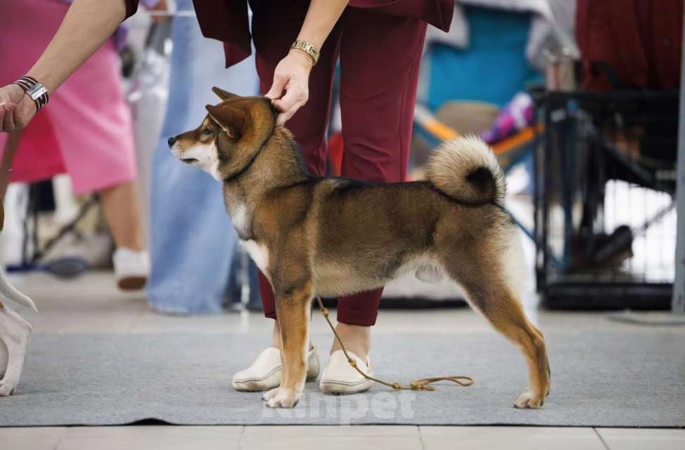 Собаки в Москве: Невероятный сиба ину Мальчик, Бесплатно - фото 5