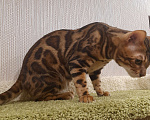Кошки в Екатеринбурге: Вязка. Бенгальский кот Мальчик, 3 000 руб. - фото 4
