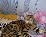 Кошки в Новокузнецке: Предлагаю для вязки., 3 000 руб. - фото 6