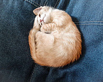 Кошки в Курске: рыжий котенок - счастье в дом Девочка, Бесплатно - фото 3