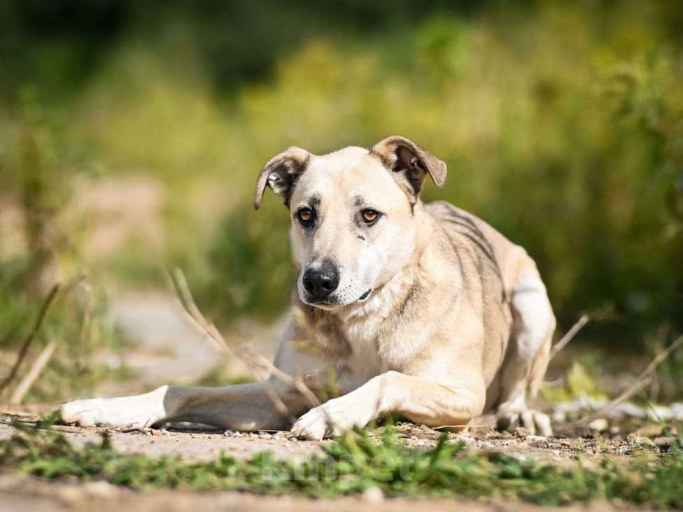 Собаки в Химках: Сахар в самые лучшие руки Мальчик, Бесплатно - фото 3