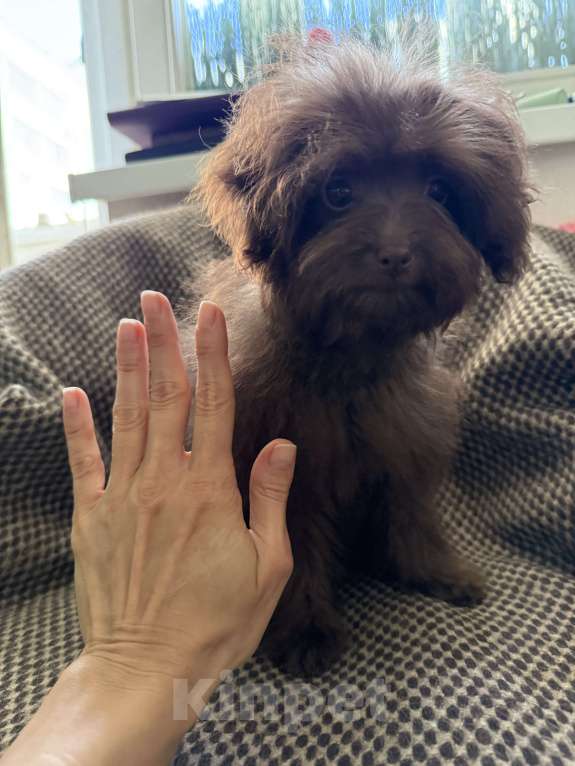 Собаки в Москве: Продам девочку мальтипу мини F1. Возраст 3,5 месяца. Вес до 2 кг, сейчас весит 1,4 кг.  Девочка, 35 000 руб. - фото 3