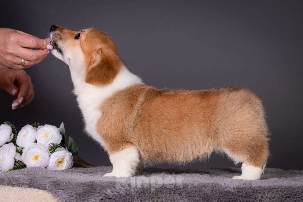 Собаки в Москве: Продам щенка вельш корги пемброк Девочка, 70 000 руб. - фото 6