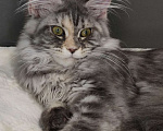 Кошки в Москве: Котёнок Мейн-кун голубое серебро с пятнами Девочка, 60 000 руб. - фото 1