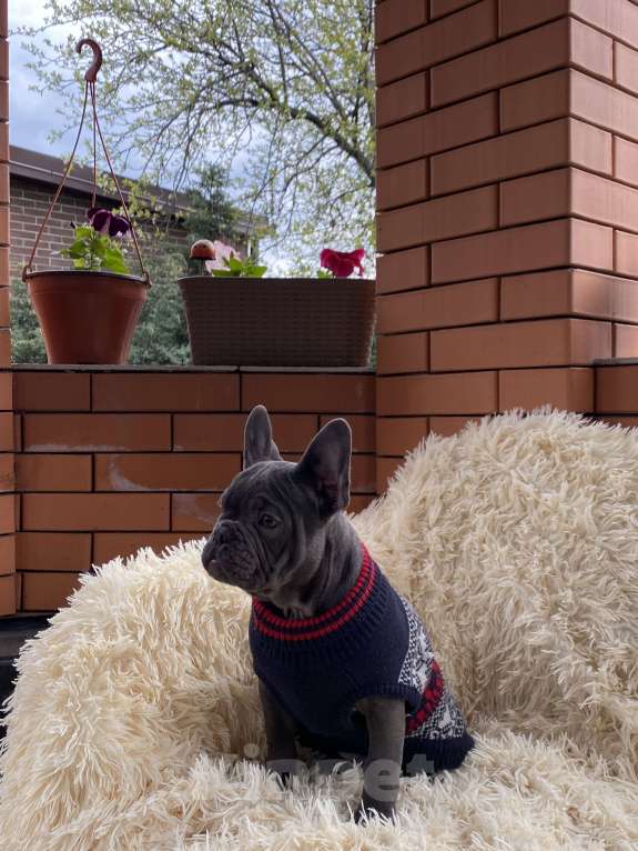 Собаки в Новошахтинске: Щенки французского бульдога Мальчик, 80 000 руб. - фото 7