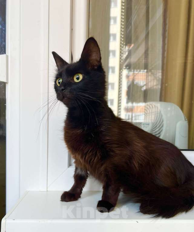 Кошки в Москве: Кошечка Николь - стройняшка в эбонитовой шубке в добрые руки Девочка, Бесплатно - фото 3