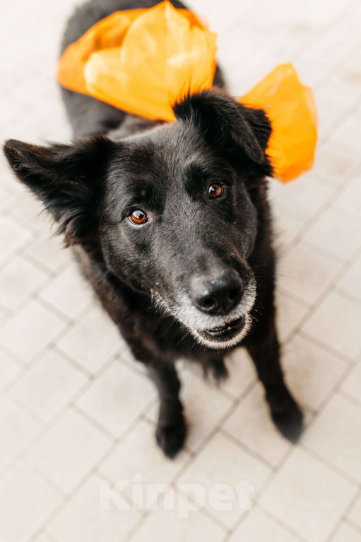Собаки в Москве: Знакомьтесь, ее зовут Шанти! Девочка, Бесплатно - фото 1