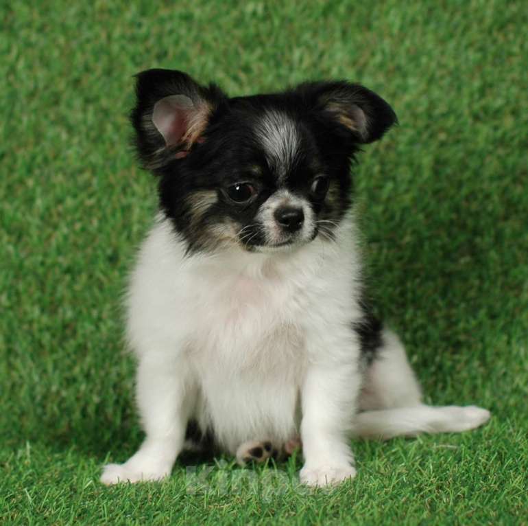 Собаки в Москве: Веселый малыш чихуа Мальчик, 20 000 руб. - фото 2