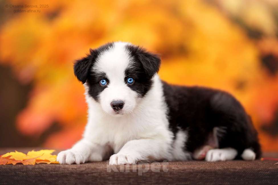 Собаки в Москве: Очень ласковая девочка  Девочка, Бесплатно - фото 2