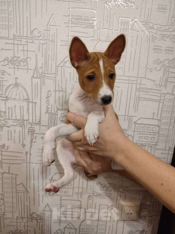 Собаки в Подольске: Басенджи девочки рыже-белые Девочка, 50 000 руб. - фото 4