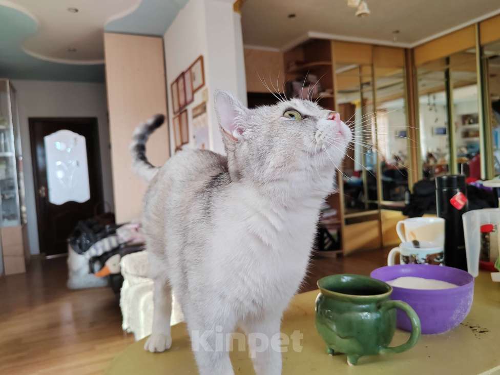 Кошки в Курске: Отдам в добрые руки метиса британской шиншиллы  Девочка, 500 руб. - фото 3