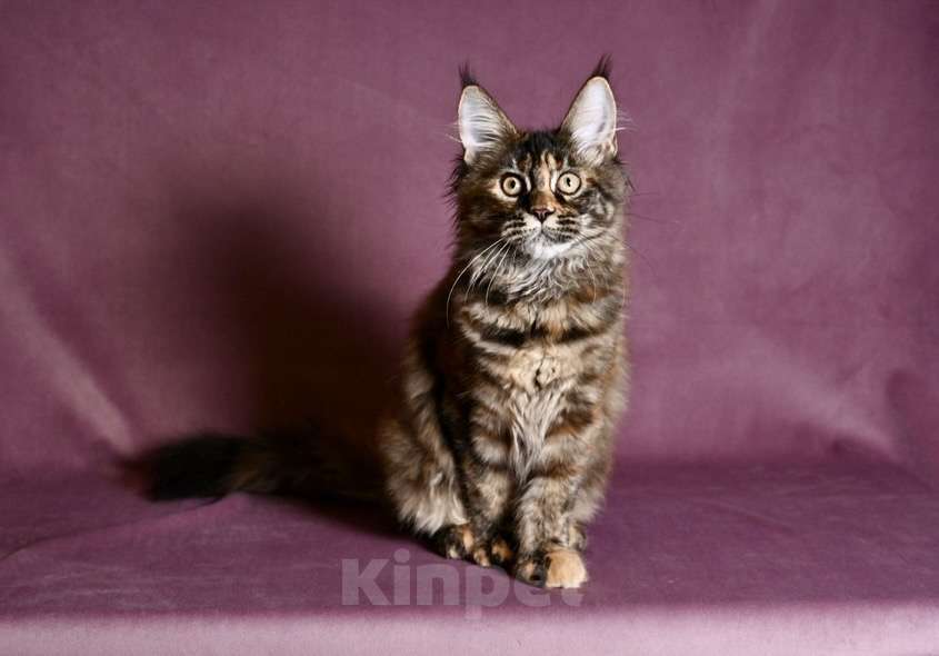 Кошки в Саратове: Мейн Кун Девочка, 50 000 руб. - фото 7