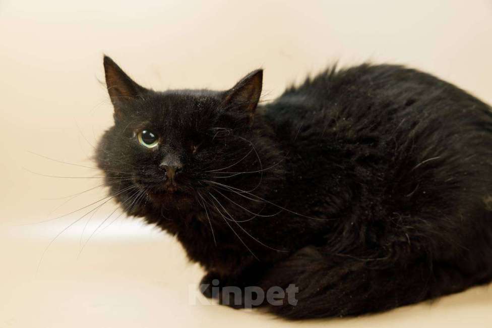 Кошки в Москве: кот Аластер ищет дом Мальчик, Бесплатно - фото 2