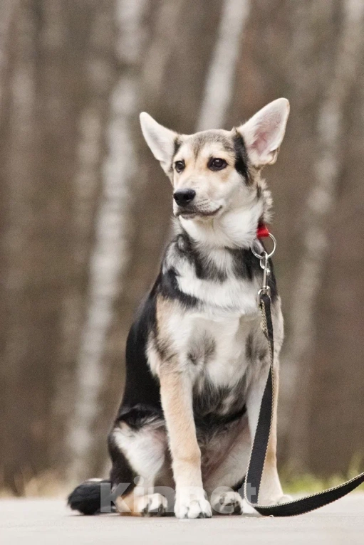 Собаки в Москве: Джокер в добрые руки Мальчик, Бесплатно - фото 5