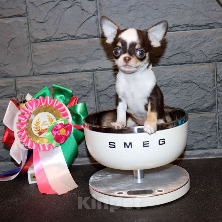 Собаки в Москве: Шоколадка. Девочка чихуахуа Девочка, 65 000 руб. - фото 1