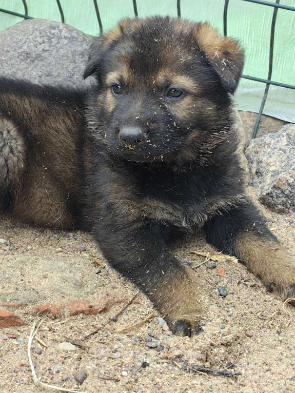Собаки в Санкт-Петербурге: Щенки немецкой овчарки рабочего разведенияиз питомника "С Путиловой Горы" Мальчик, 80 000 руб. - фото 2