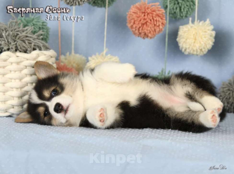 Собаки в Москве: Чакибусенок #4 яркая малышка триколор, очень темпераментная Эйла Секура Девочка, Бесплатно - фото 5